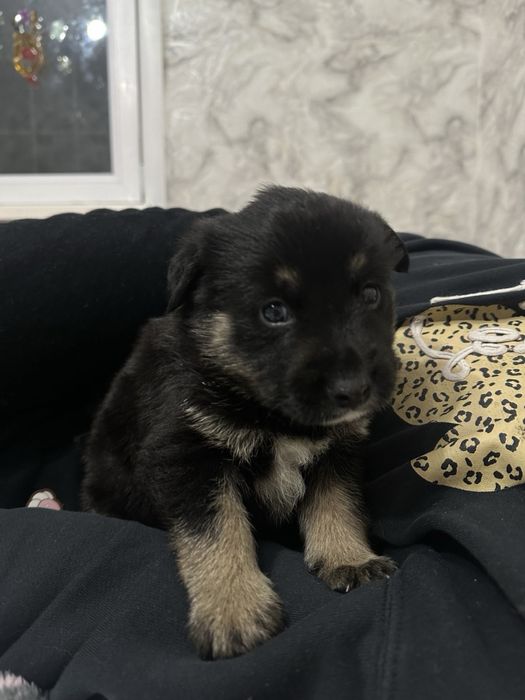 Маленькі хлопчики-цуценята шукають дім!