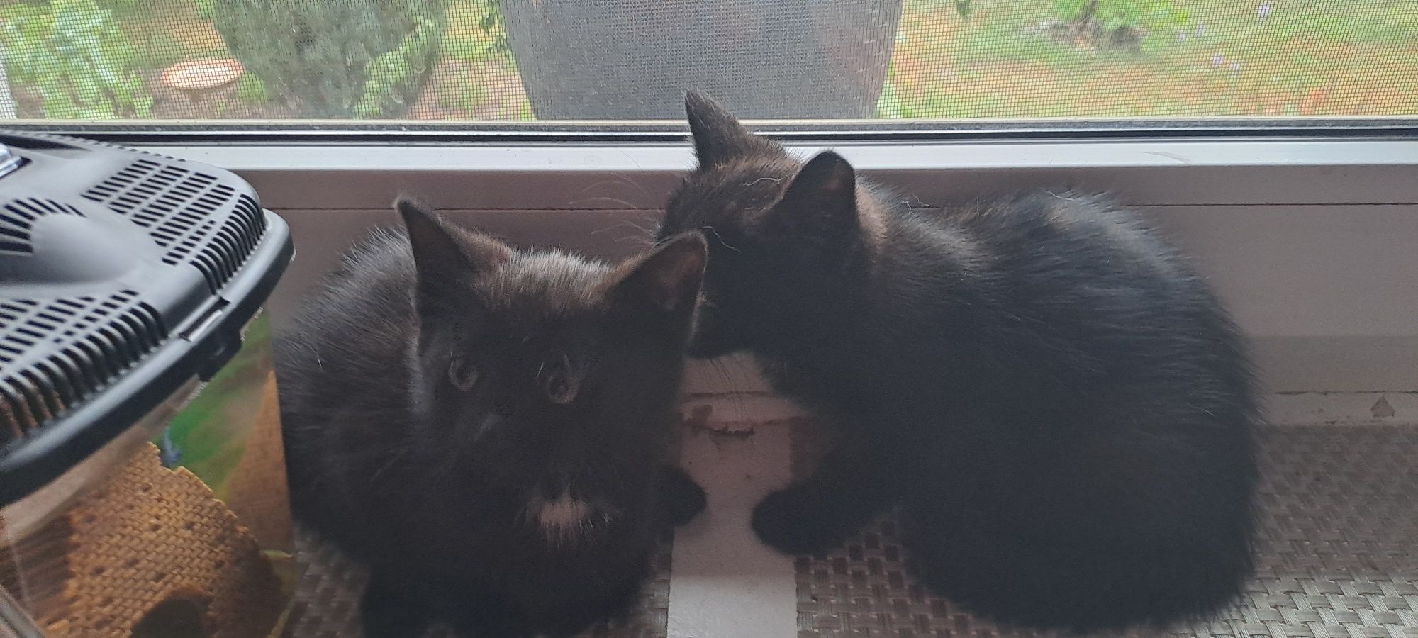 Witam oddam dwa  kocurki w dobre ręce