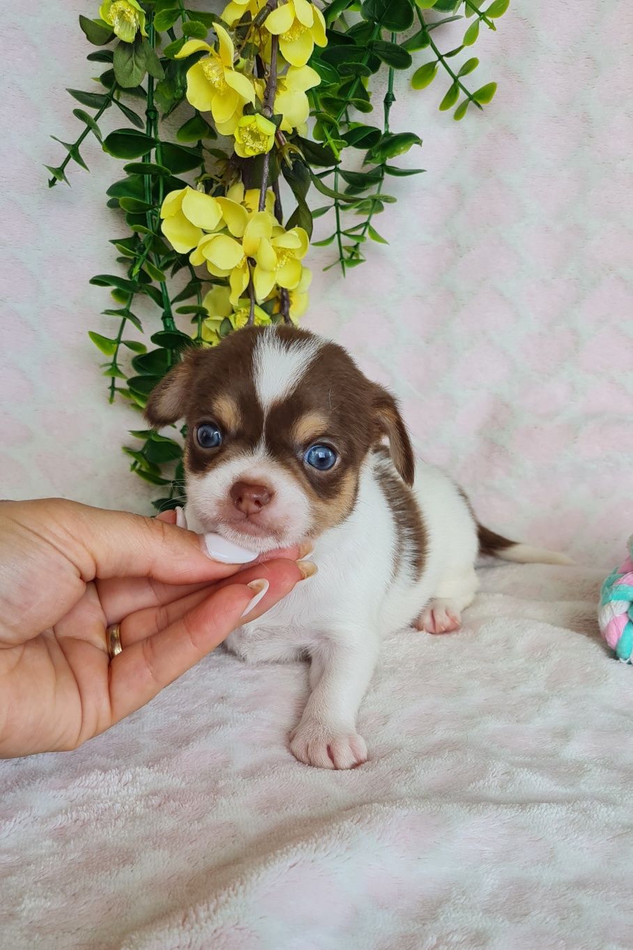 Fantástico Chihuahua/Chiuaua LinhagemRussa de Qualidade