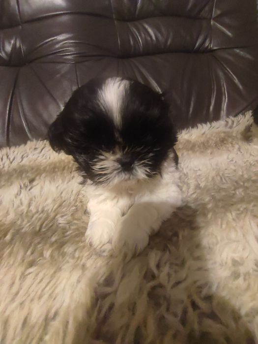 Shihtzu czarno biały piesek