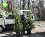 Cupressocyparis leylandi 150/175cm extra ramificado