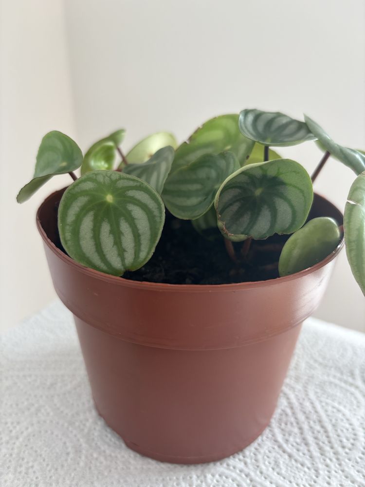 Peperomia argyreia