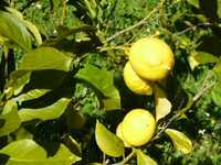 Limões 100% BIOLÓGICOS