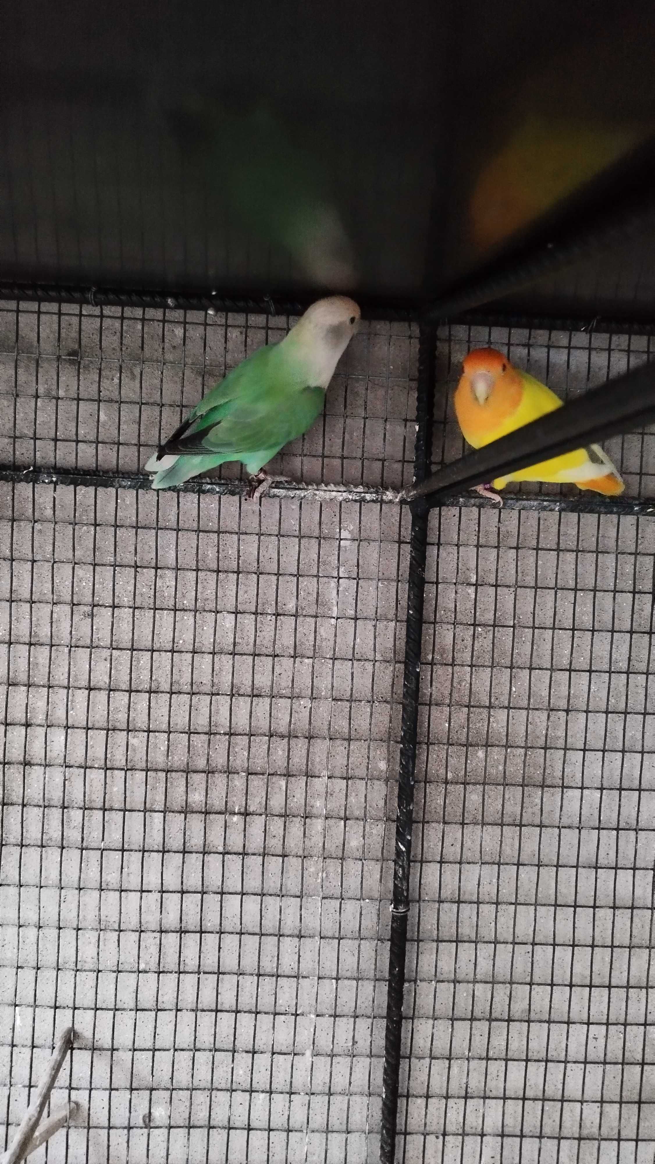 Casal Agapornis Reprodutores