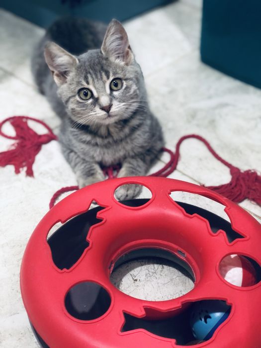 Котик безкоштовно