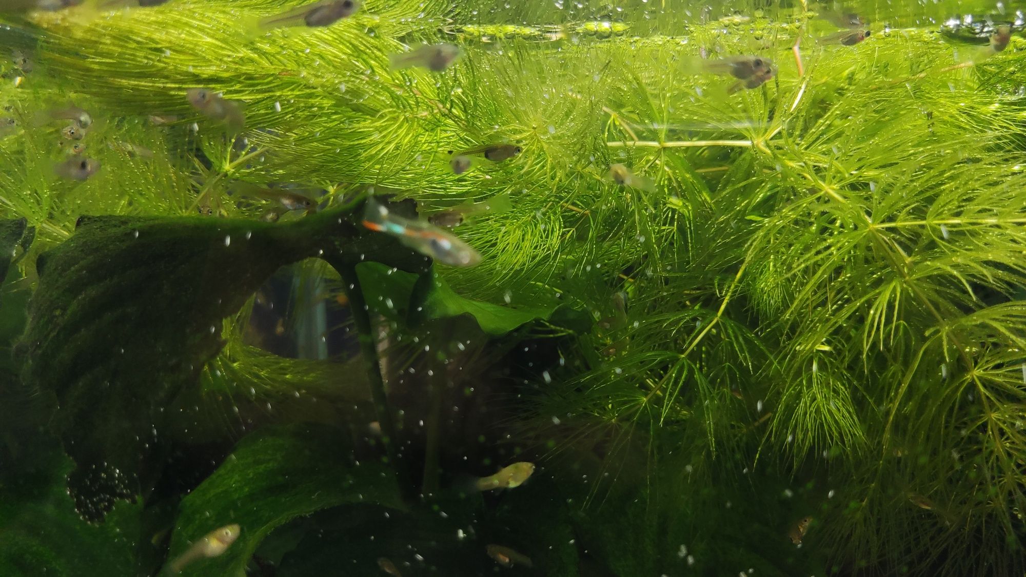 Gupiki narybek od 1 do 2 cm