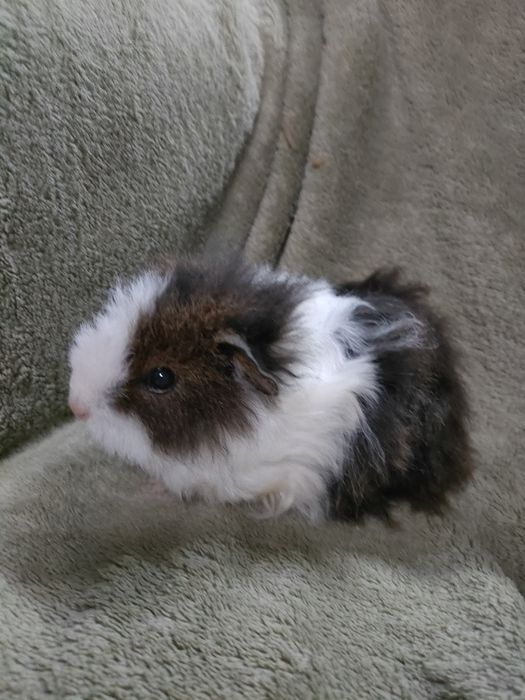 REZERWACJA DO 21.11 Świnka morska samiczka Kawia domowa