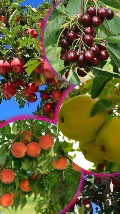 Саджанці плодових дерев. Яблуня, вишня, груша, персик