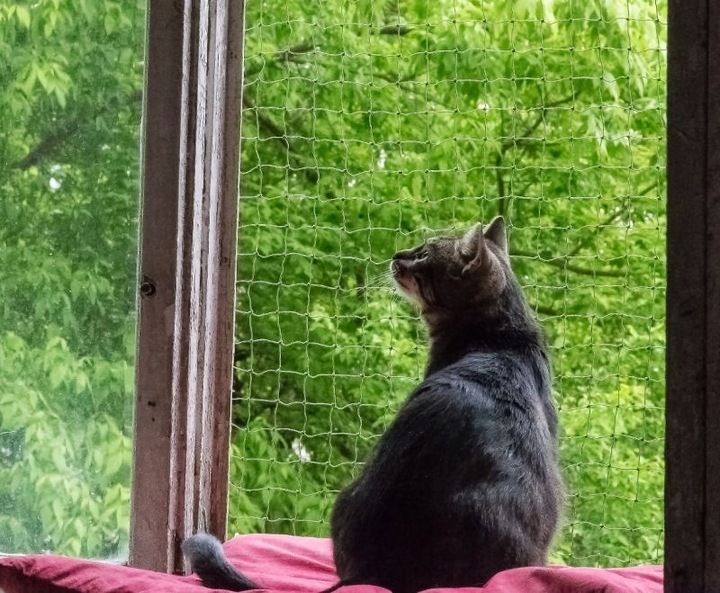 Siatka Wzmacniana Drucikiem Na Balkon Dla Kota 2x2 M
