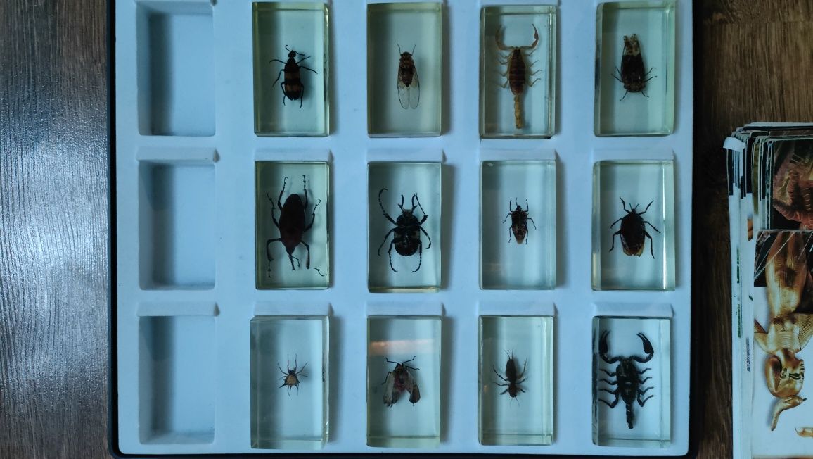 Owady i pajęczaki czasopisma nr 1-54