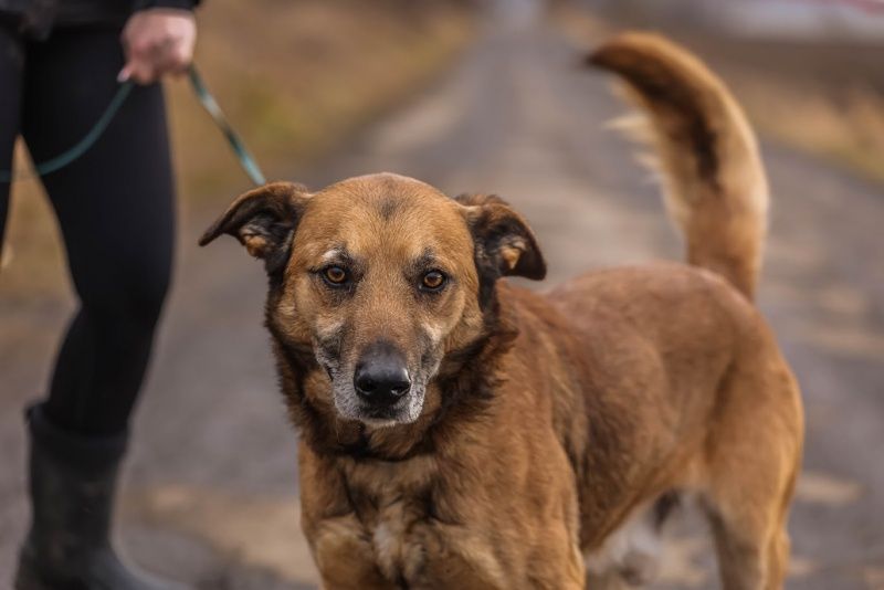 Alvin do adopcji!