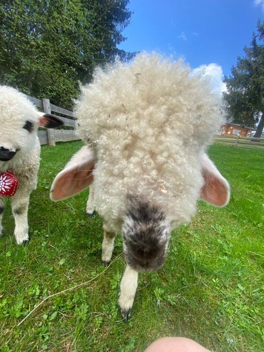Wolny dzisiaj Domki z jacuzzi domek do wynajęcia balia sauna noclegi