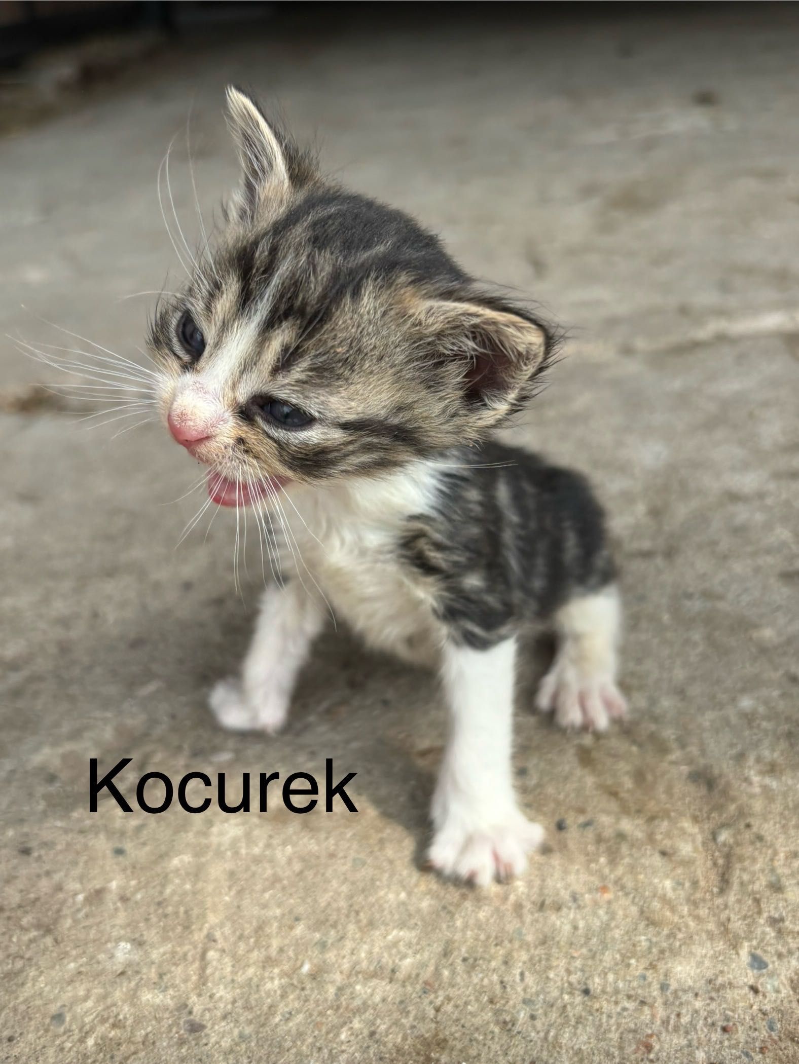 ODDAM kotki w dobre ręce