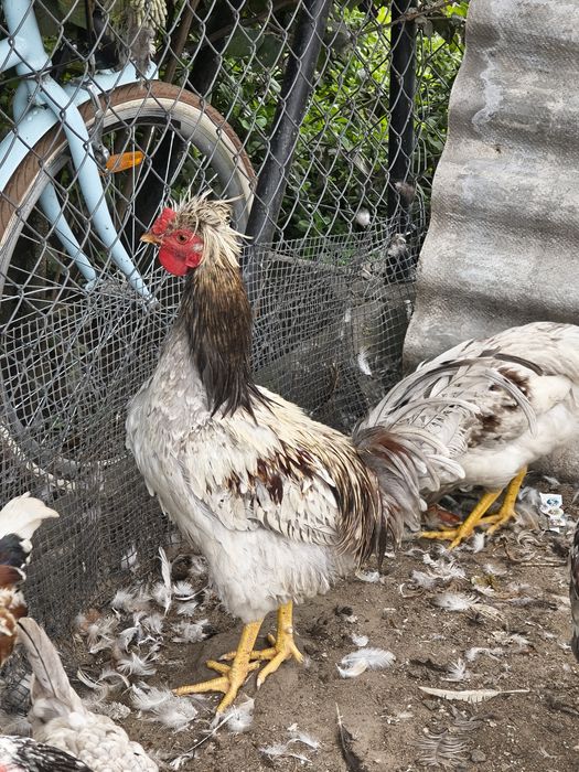 Jaja legowe czubate, lokowane ,gołoszyjki