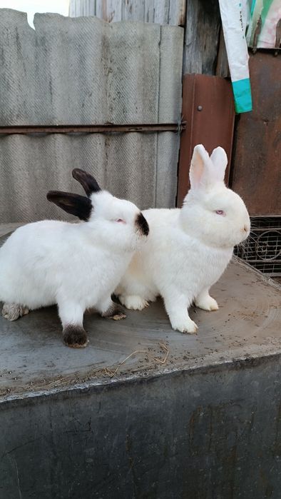 Кролики породи Каліфорнійська та Новозеландський білий.