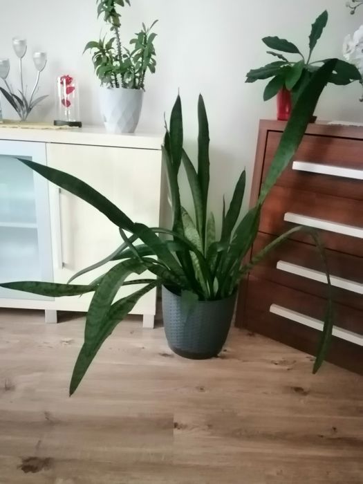 Sprzedam duże kwiaty doniczkowe 200 zł sztuka