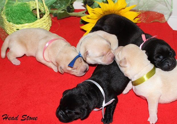 Лабрадор ретривер