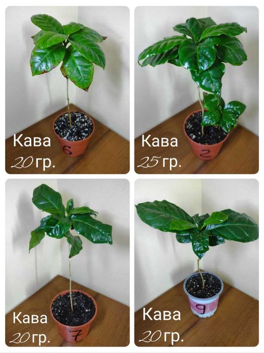РОЗПРОДАЖ! Гербера, Кава, Каланхоє
