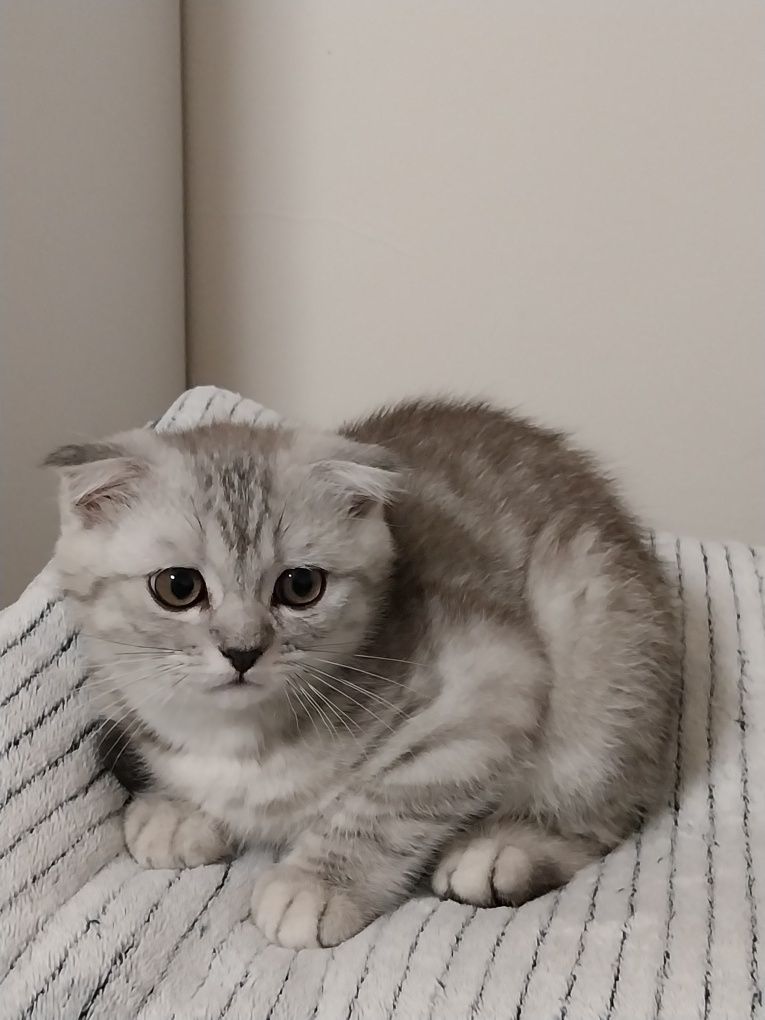 Gatinho Scottish Fold