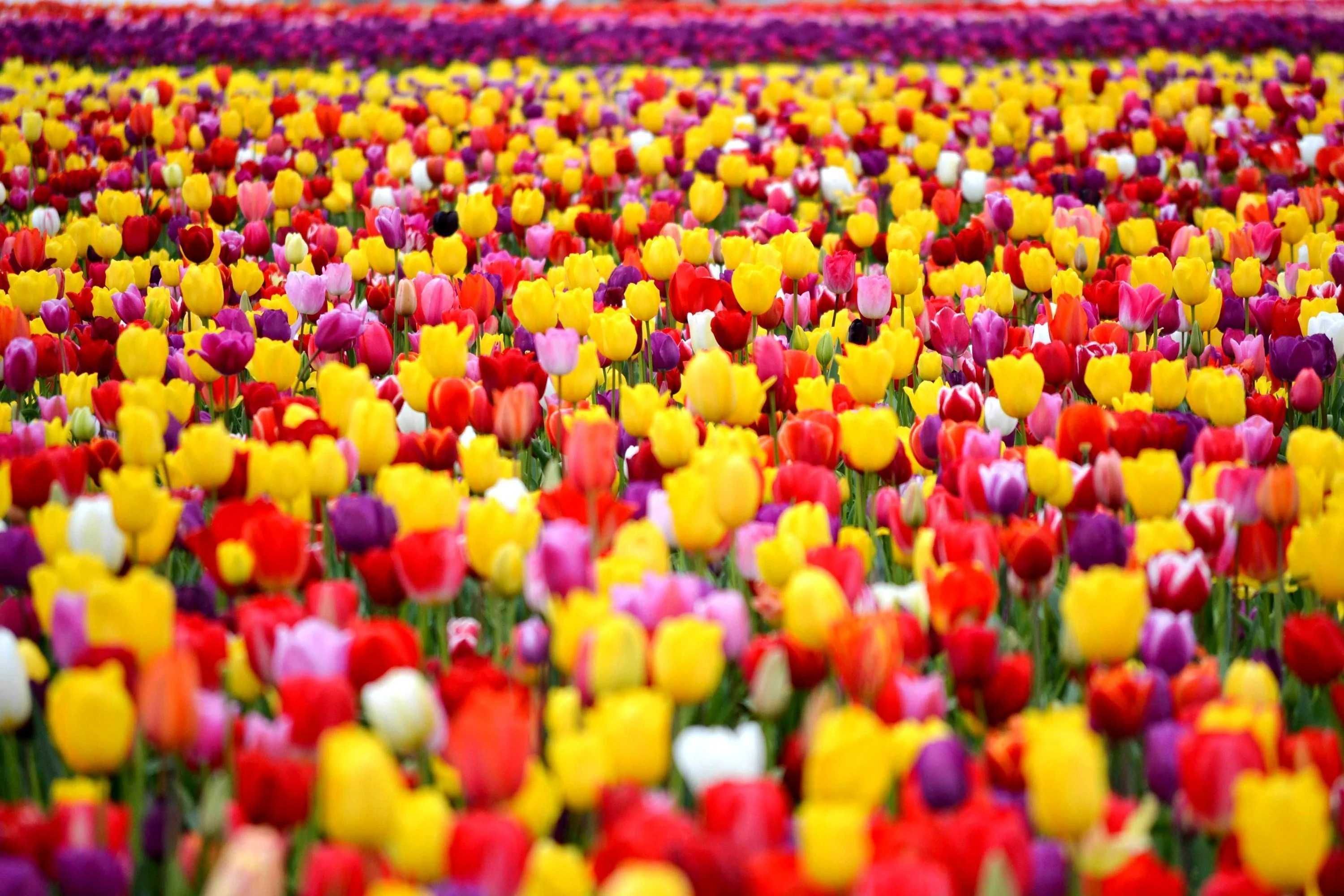 TULIPANY Cebulki  50 szt. cebule TULIPANA Mix Kolorów TULIPANÓW