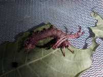 Gąsienice przepięknej pawicy Citheronia regalis