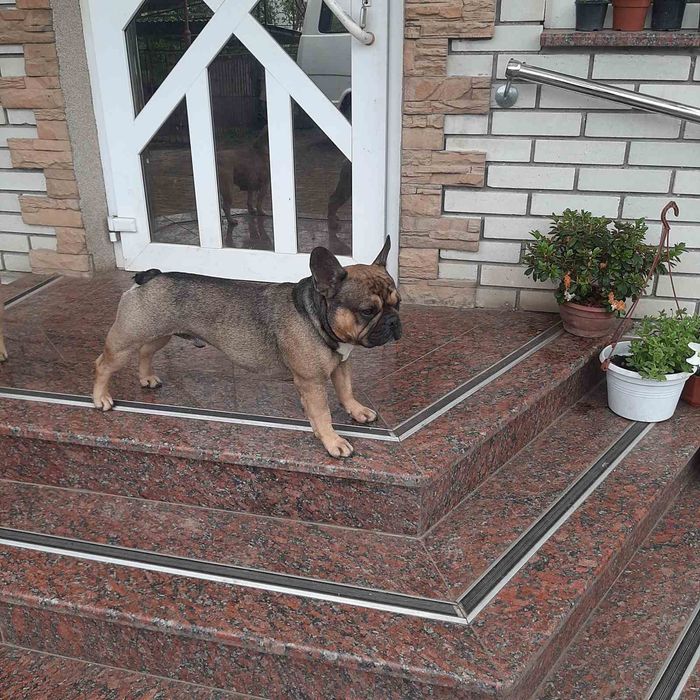 Французький бульдог в'язка