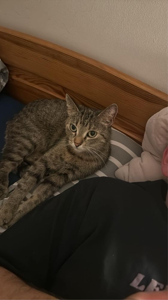 Oddam kotke w dobre ręce