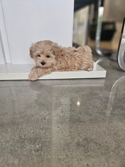 Obejrzyj Filmik Cudny Chłopczyk Maltipoo