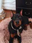szczeniak doberman mają 3 miesiace