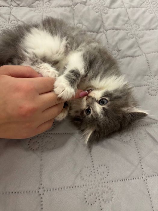 Віддаю кошення у добрі руки БЕЗКОШТОВНО!