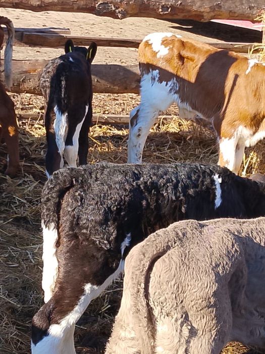 Sprzedam cielaki krotoszyn