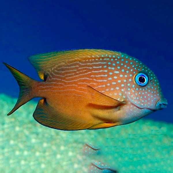 Ctenochaetus binotatus L