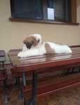 Shih-tzu tricolor piesek