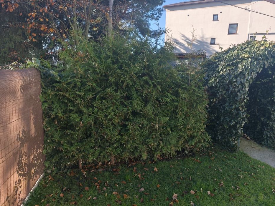 Wydam za darmo piękne zdrowe duze tuje