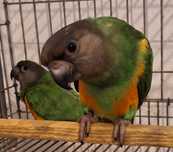 Casal Papagaios do Senegal