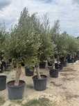 Drzewo oliwne Olea Europaea
