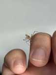 Modliszka Pseudempusa pinnapavonis