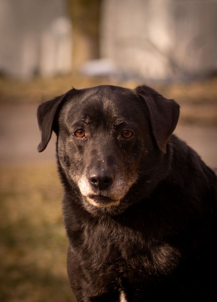 Moris- cudowny mix labrador szuka domu