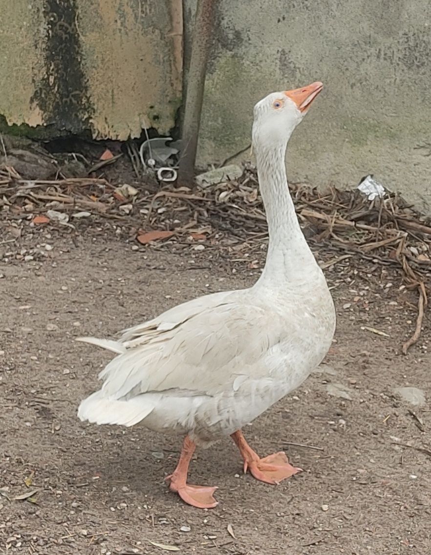 patos mudos e gansos