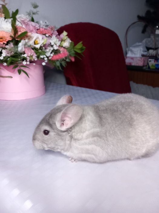 Szynszyla Standard, Beżowa i Czarna