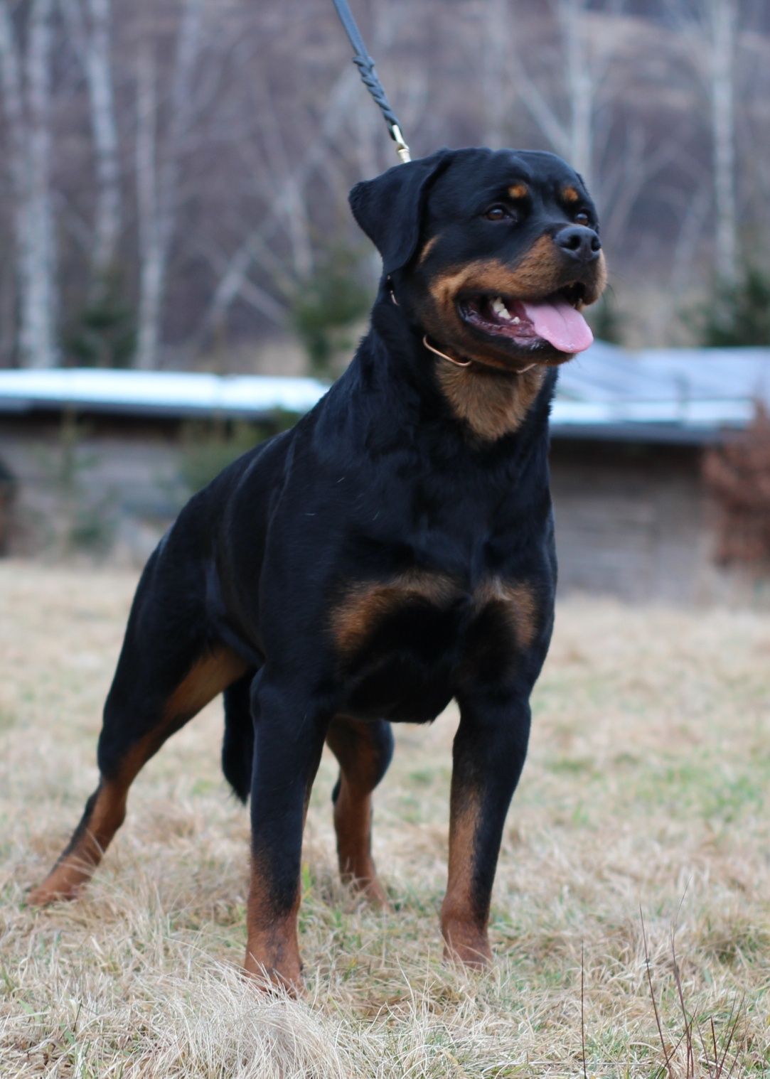 Rottweiler 4 miesiące pies FCI