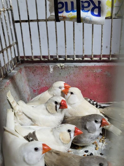 Zeberki australijskie