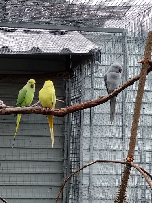 Cedência Ring Necks