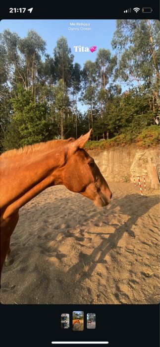 vendo poldra lusitana