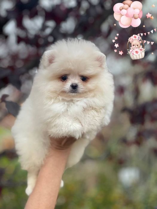 Волшебные детки померанский шпиц!