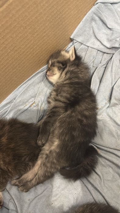 Oddam Kotki w dobre rece :)