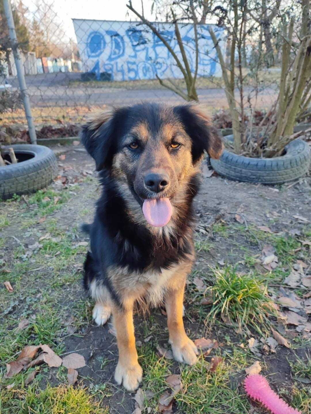 Molly to ok roczna sunia w typ.owczarka czeka na adopcję TOZ Opole