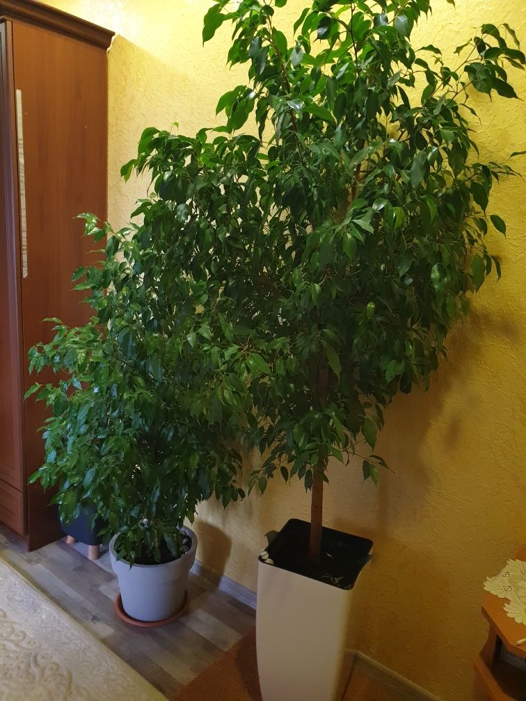 Фікус Бенжаміна Ficus benjamina вазон дерево