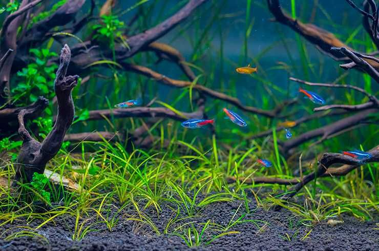 Эхинодорус нежный . Растения для аквариума