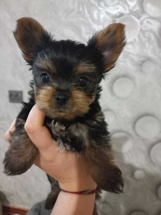 2 хлопчика йорка міні і стандарт